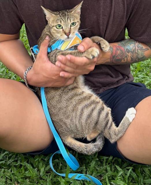 แมว สลิด ปลายหางงอ และเท้าขวาหลังใส่ถุงเท้าสีขาว 1 ข้าง · ไม่มี