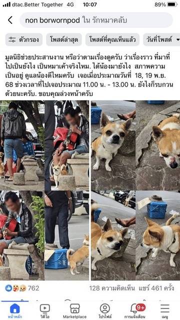 สุนัข ขาวปนน้ำตาล ชิวาว่า สีขาว ปบน้ำตาล หูตั้ง ตาโตดำ เหนือจมูกมีแผลแดง