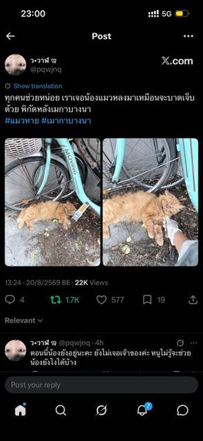 แมว ส้ม มีคนพบที่บริเวณหลังเมกาบางนา น้องสีส้ม ขนยาว ฟู คาดว่าเปอร์เซีย