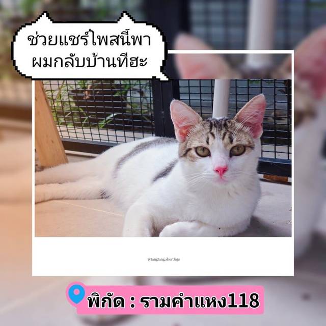 แมว สีขาวลายสลิด แมวไทย อายุประมาณ 1ปี สีขาวลายสลิด