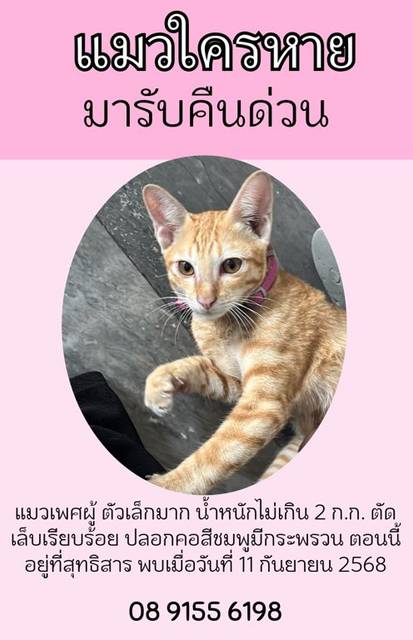 แมว ส้ม แมวส้มเพศผู้ตัวเล็กมากน้ำหนักน่าจะไม่เกิน 2 กิโลกรัม อายุน้อยน่าจะประมาณ 2-4 เดือนขี้เล่นขี้อ้อนมากตัดเล็บทั้งหมด มีปลอกคอสีชมพูติดกระดิ่ง
