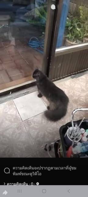 แมว วิเชียรมาศ วิ่งหนีหมาเข้ามาหลบในห้องเครื่องรถยนต์