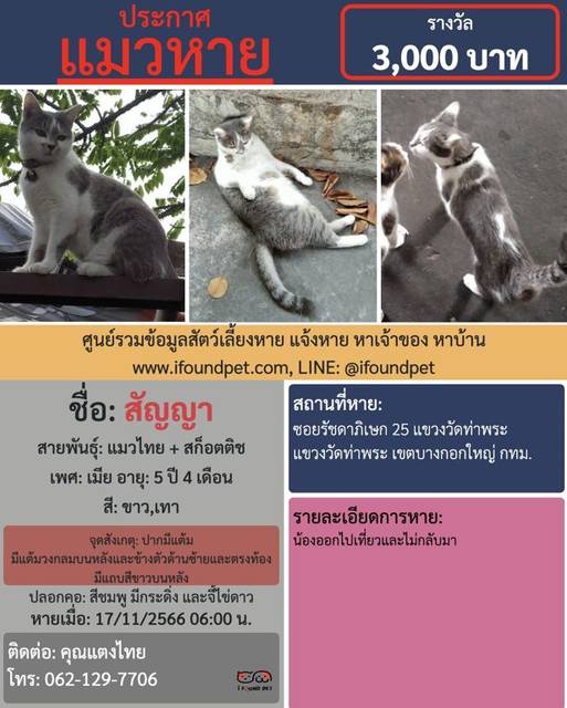 แมว ขาว เทา ปากมีแต้ม มีแต้มวงกลมบนหลังและข้างตัวด้านซ้ายและตรงท้อง มีแถบสีขาวบนหลัง · ไม่มี