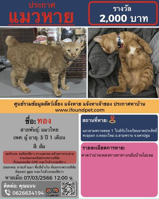แมว ขาว ส้ม ขนที่อกสีขาว หางกุดกลม คล้ายหางกระต่าย สวมปลอกคอห้อยกระพรวนสีส้ม ที่ปลอกคอติด GPS ระยะใกล้วงกลมสีขาว · ลายเท้าแมว พื้นสีน้ำเงิน ห้อยกระพรวนสีส้ม ติดแทก gps ระยะใกล้วงกลมสีขาว