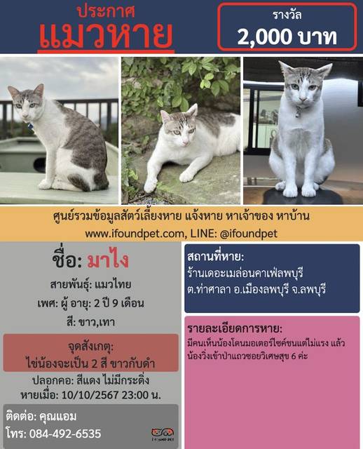 แมว ขาว เทา น้องใส่ปลอกคอสีแดง ไม่มีกระพรวน ไข่น้องจะเป็น 2 สี ขาวกับดำค่ะ · สีแดง ไม่มีกระดิ่ง