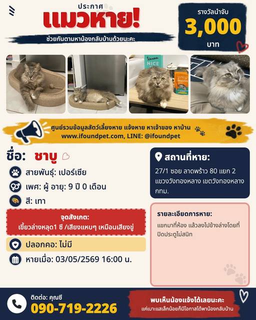 แมว เทา เขี้ยวล่างหลุด1 ซี /เสียงแหบๆ เหมือนเสียงขู่ · ไม่มี