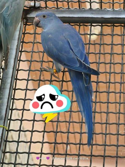 นก ม่วง มีห่วงขาสีทอง
