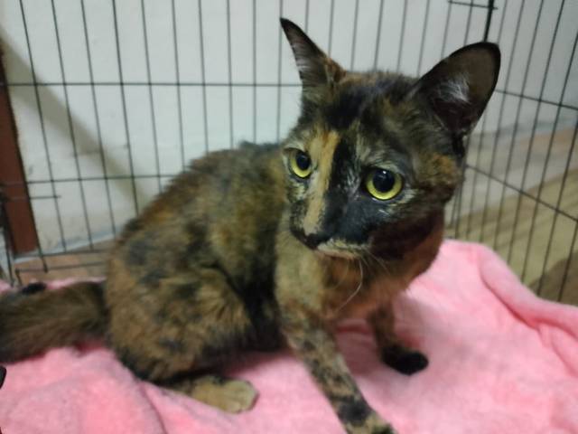 แมว สีเปรอะ สีเปรอะหรือบางคนเรียกว่าสามสี ขนแหว่งตรงหัวนิดหน่อย ผอมนิดหน่อยดูเหมือนแมวป่วย