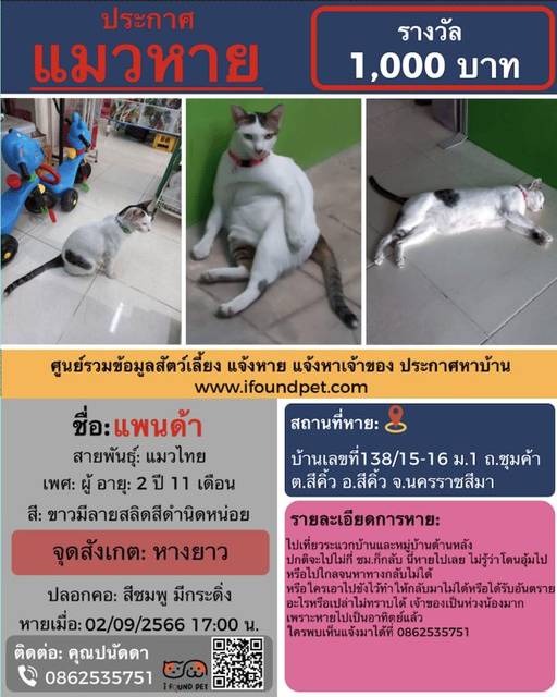 แมว สีขาวมีลายสลิดสีดำเทานิดหน่อย มีลายสลิดที่หัวมี ลายที่หางทั้งหมดหางยาว ที่ขาหลังขวาด้านใน ที่ตัวฝั่งขวาก็มีลายสลิดรูปวงรีเล็กน้อย ฝั่งซ้ายจะขนขาวไม่มีลาย · สีชมพู มีกระดิ่ง