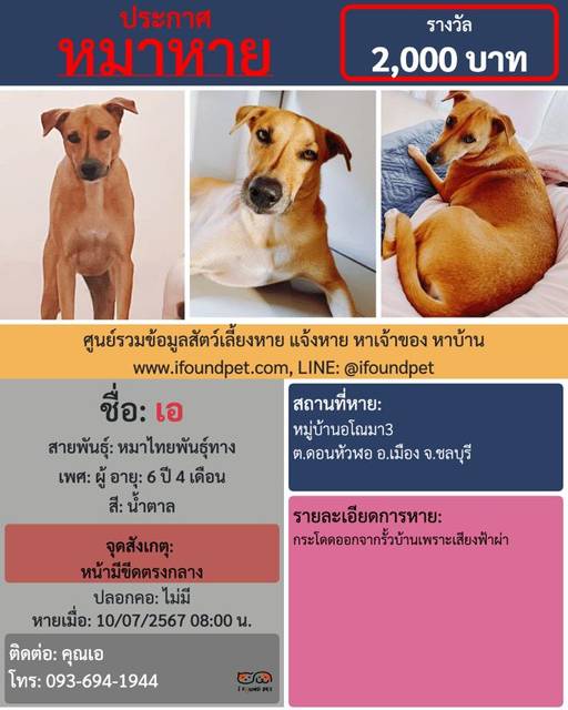 สุนัข น้ำตาล หน้ามีขีดตรงกลาง · ไม่มี