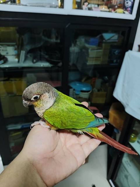 นก เขียว
