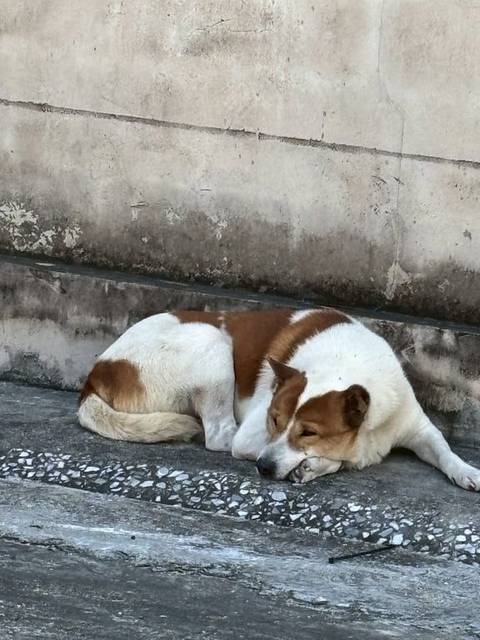 สุนัข ขาว น้ำตาล ขนนุ่ม สะอาด หูซ้ายพับ ค่อนข้างดุ