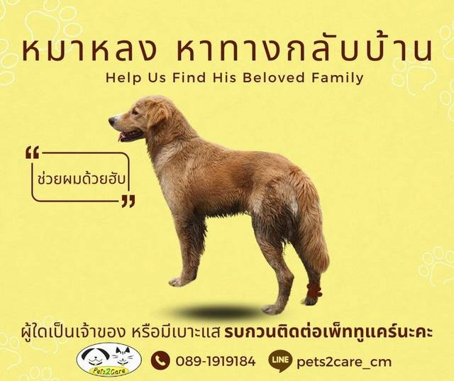สุนัข น้ำตาลอ่อน มีสีขาวที่หน้า พลัดหลงแถว สันทราย หนองจ๊อม เชียงใหม่
