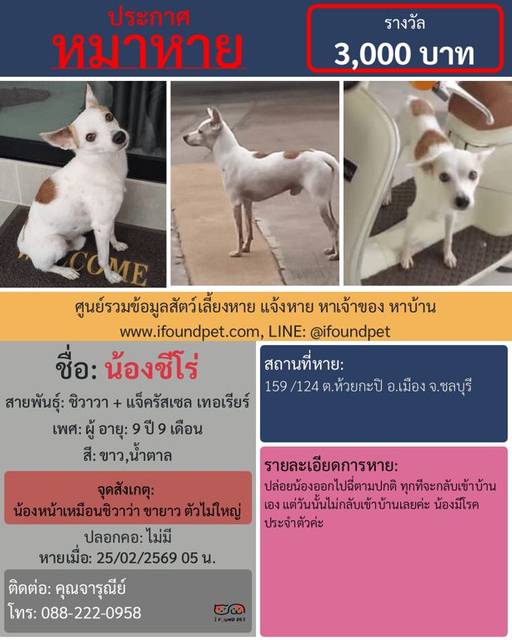 สุนัข ขาว น้ำตาล น้องหน้าเหมือนชิวาว่า ขายาว ตัวไม่ใหญ่ · ไม่มี