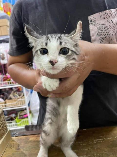 แมว ขาว + ซิลเวอร์ tabby น้องแมวตัวขาวสะอาด เล็บตัดมาเรียบร้อย ตอนที่พบไม่มีปลอกคอ วิ่งเข้ามาร้านก็เล่นกับคนเลย ไม่กลัวคน ติดคน