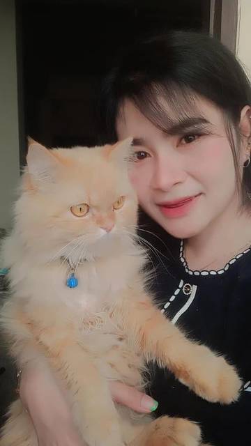 แมว ส้ม ปลอกคอสีน้ำเงิน · สีน้ำเงิน ปลอกคอสีน้ำเงินไม่มีกระดิ่ง