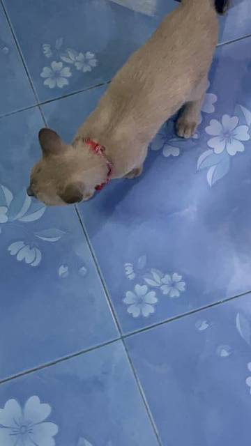 แมว สีเทาครีม