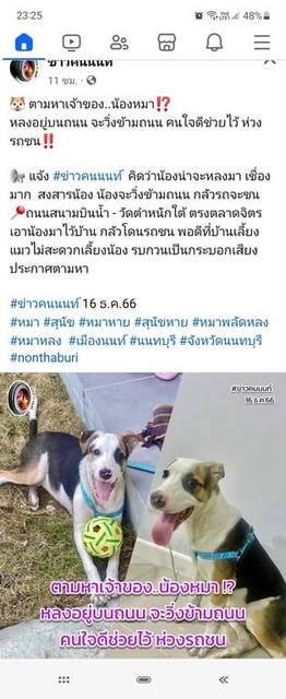 สุนัข ดำ น้ำตาล