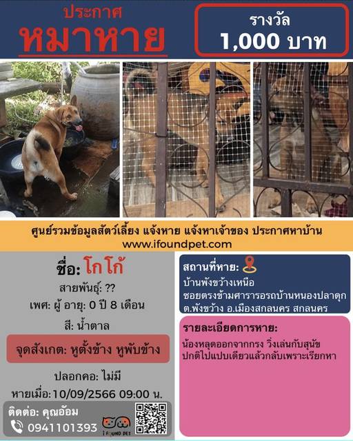 สุนัข น้ำตาล หูตั้งข้าง หูพีบข้าง · ไม่มี