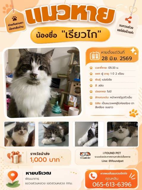 แมว สลิด หน้าผากมีรูปตัวเอ็ม · ไม่มี