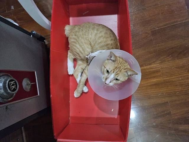 แมว หางกุด แมวส้มตัวผุ้ ยังไม่ทำหมัน หางกุด
