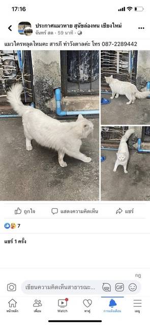 แมว ขาว ท่าวังตาล สารภี เชียงใหม่