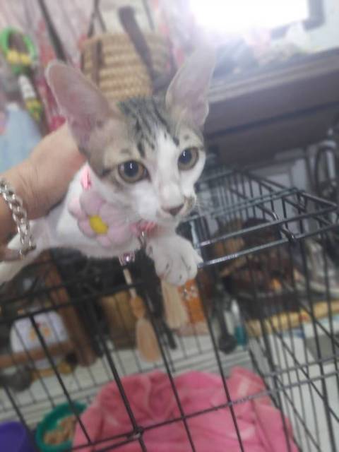 แมว ขาว-สลิด อายุประมาณ 5-6 เดือน เชื่องคน ใช้กระบะทรายเป็น