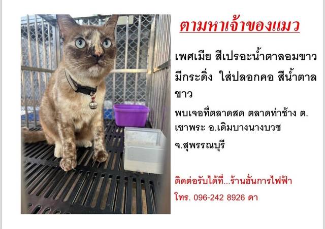 แมว เปราะขาวอมน้ำตาล
