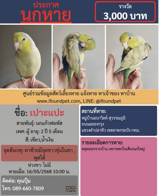 นก เขียว น้ำเงิน ตาซ้ายมีจุดขาวขุ่นในตา , พูดได้