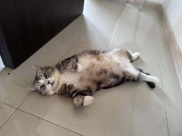 แมว เทา ขาว ไฝสีส้ม · ไม่มี