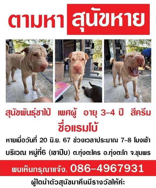 สุนัข ครีม ปากใหญ่ จมูกโต มีกระตามหน้าและจมูก · ไม่มี