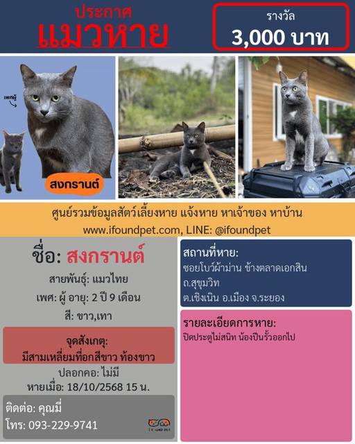 แมว ขาว เทา มีสามเหลี่ยมที่อกสีขาว ท้องขาว · ไม่มี