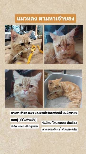 แมว สีส้ม (ลายเหมือนแมวส้ม แมวแซลม่อน) เป็นมิตร ค่อนข้างเข้ากับคนง่าย