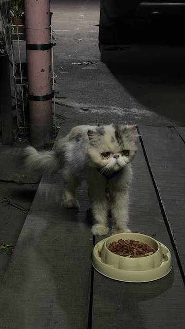 แมว ครีม ขาว สามสี แมวมาเล่นกัญชาแมวที่หน้าประตูบ้าน มีรอยโดนกัดเป็นแผล ผอมโซ