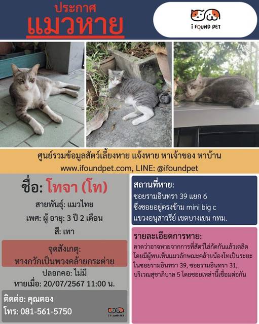 แมว เทา หางกวักเป็นพวงคล้ายกระต่าย · ไม่มี