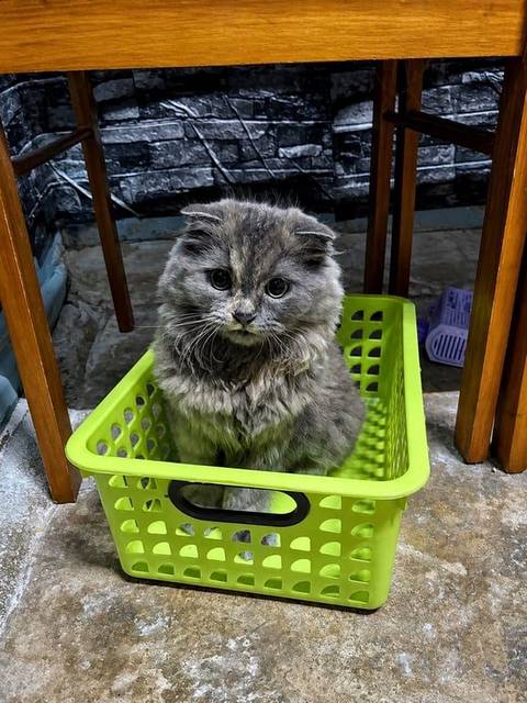 แมว เทา มีสีน้ำตาลครีมจางสลับลำตัว · ไม่มี