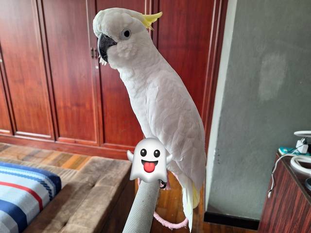 นก ขาว หงอน เหลือง