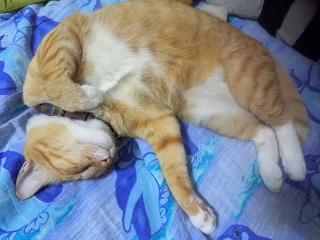 แมว เหลือง ใส่ถุงเท้าและตัวอ้วน · ไม่มี