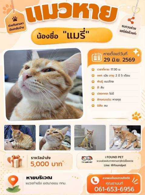 แมว ส้ม หางกุด · ไม่มี