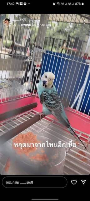 นก ฟ้า จุดดำ ตัวสีฟ้า จุดดำ หัวสีขาว