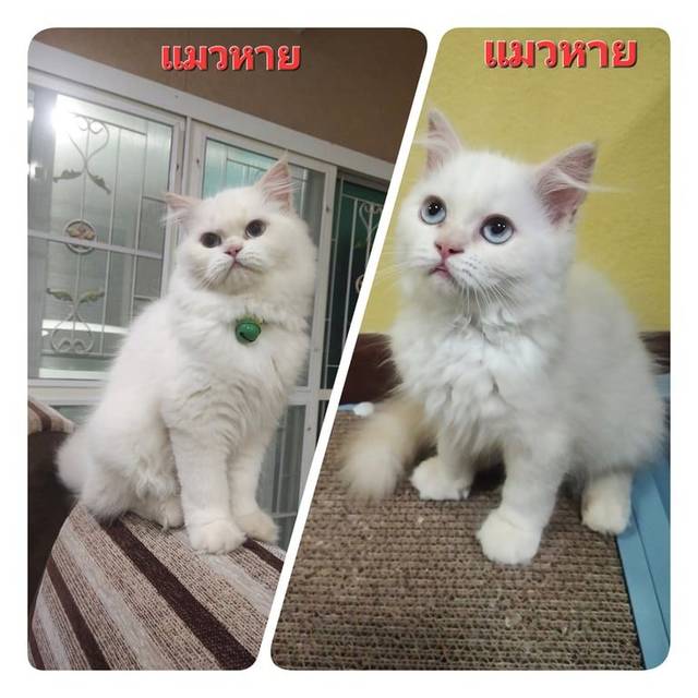 แมว ขาว ตาสีฟ้า · ไม่มี