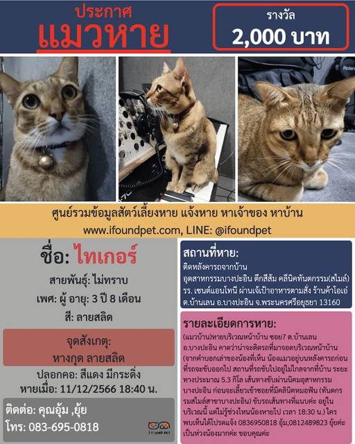 แมว ลายสลิด สีเหลือง หางกุด ลายสลิด · สีแดง มีกระดิ่ง