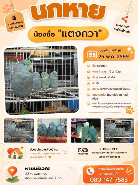 นก ฟ้า ใต้ปีกสีน้ำเงิน หัวสีเขียว ใส่ห่วงขาสำหรับคล้องข้างเดียวที่ข้างซ้าย