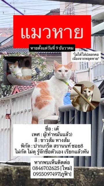 แมว ขาว ลักษณะ ขาวส้ม หางส้ม · ไม่มี