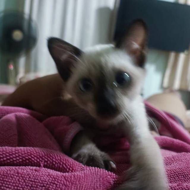 แมว หาง