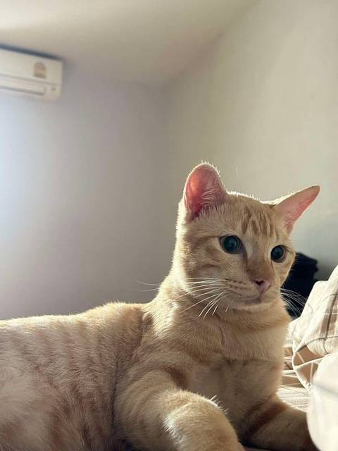 แมว ส้ม รูจมูกเป็นรูปหัวใจ หางกุด ปากมีกระ ชาซ้ายน้องมีรอยขนแตกแบบขีดตรงลงมา · ไม่มี