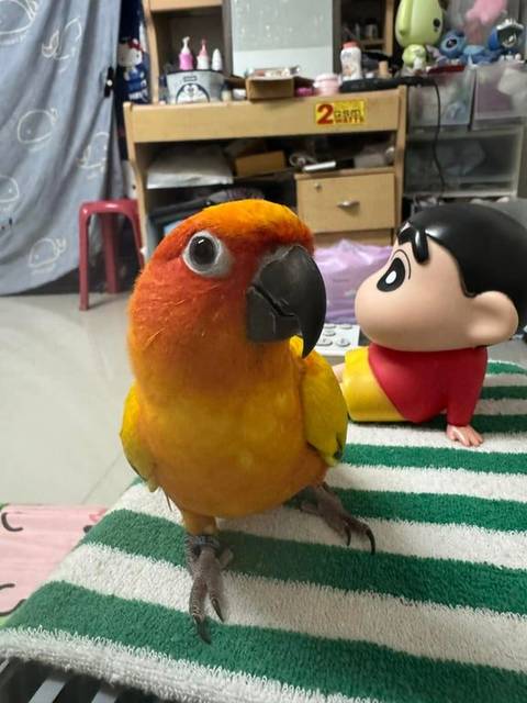 นก เหลือง เขียว ข้อขาสีน้ำเงิน