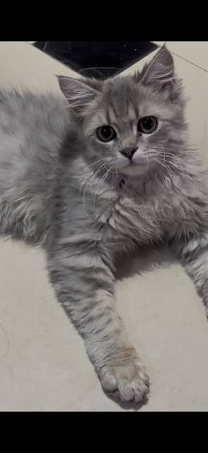 แมว เทา ขาว ขนยาว หูตั้ง · ไม่มี