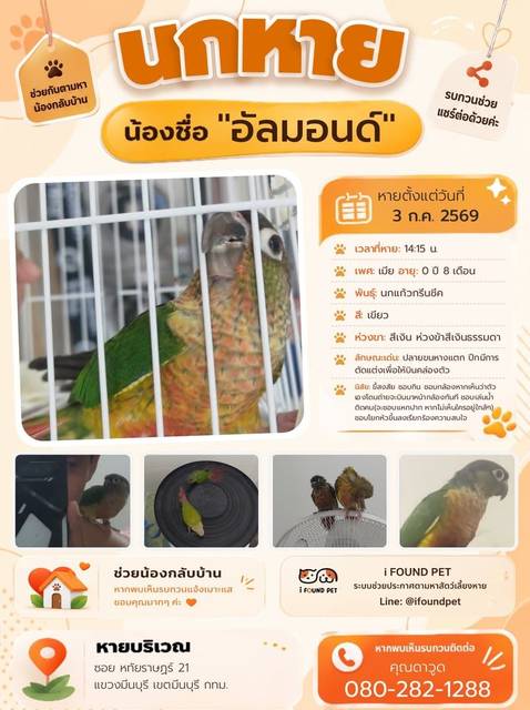 นก เขียว มีหัวสีเทาเข้ม และปีกสีเขียวเข้มปลายฟ้านิดหน่อย มีกำไลข้อเท้า ปลายขนหางแตก ปีกมีการตัดแต่งเพื่อให้บินคล่องตัวเนื่องจากขนาดของขนปีกเดิมใหญ่ผิดปกติ