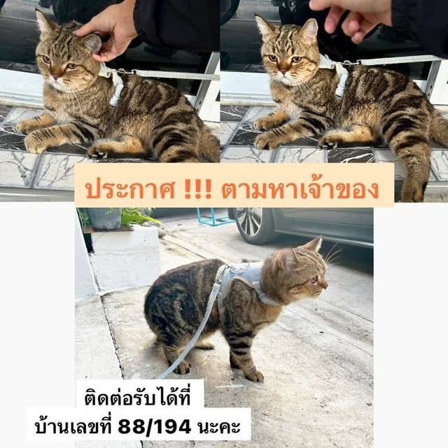 แมว น้ำตาลดำ ลายสก็อตติช ผสม ขออนุญาตฝากแชร์ๆต่อหน่อยนะคะ ประกาศตามหาเจ้าของค่ะ คุณพ่อคุณแม่น้องนะคะ แมวพันธุ์ผสมสก็อตติช เพศเมีย จับน้องไว้ได้ค่ะ เชื่อง ไม่กลัวคน ที่หมู่บ้านไลโอบลิสซ์ เพชรเกษม81 เผื่อน้องติดรถใครมาแล้วลงในหมู่บ้าน / เป็นเจ้าของน้องแนบรูปแสดงตัวรับน้องได้เลยนะคะ จับน้องได้ตอนเช้า 📍 หมู่บ้านไลโอบลิสซ์ เพชรเกษม81